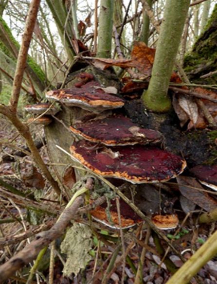 Dramatically-blushed brackets on a goat willow stool along the River Great Ouse, Bedfordshire